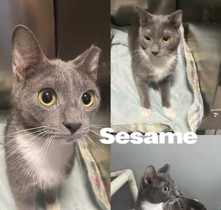 Photo of Sesame