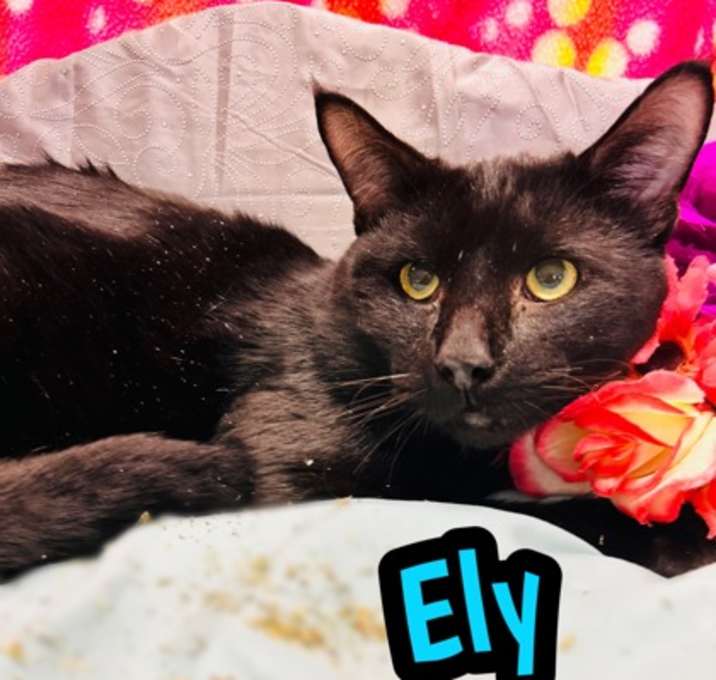 Photo of Ely
