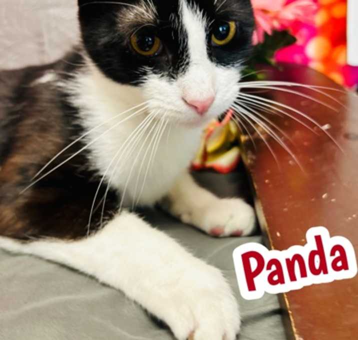Photo of Panda