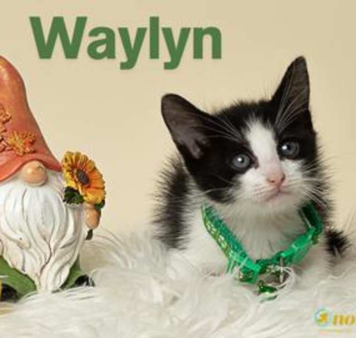 Photo of Waylyn