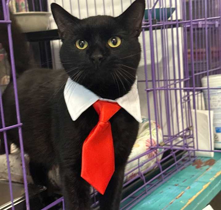 Photo of Tiki