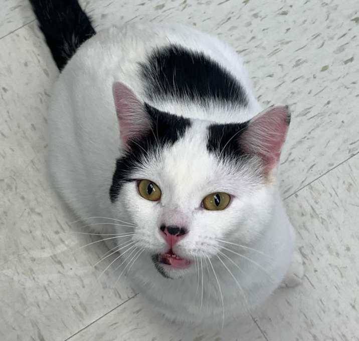 Photo of Goatee