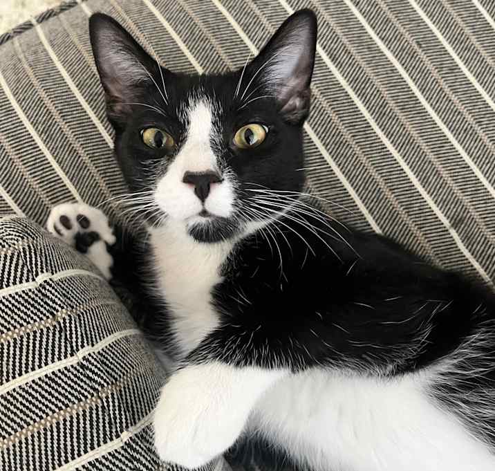 Photo of Neville