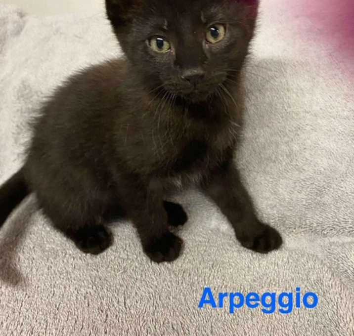 Photo of Arpeggio