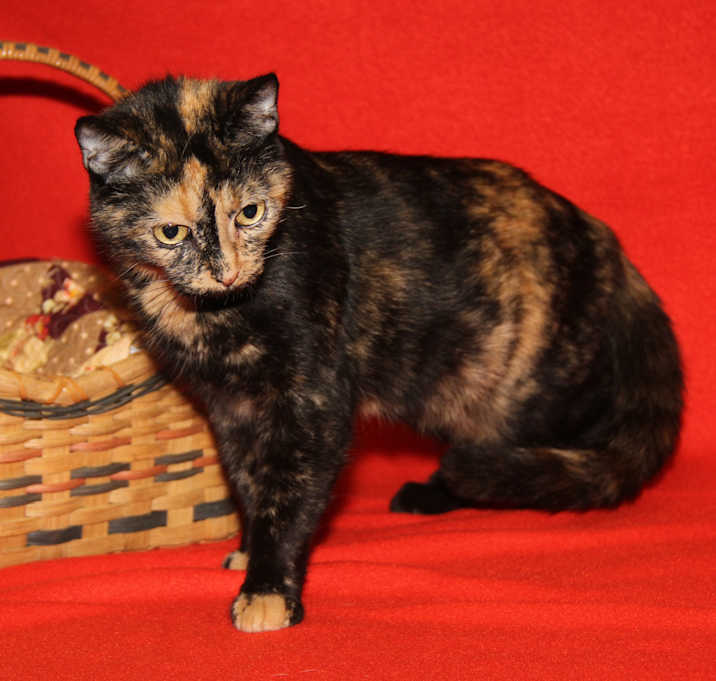 Photo of Strudel (Spayed)