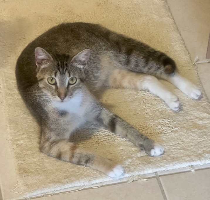 Photo of Tippy