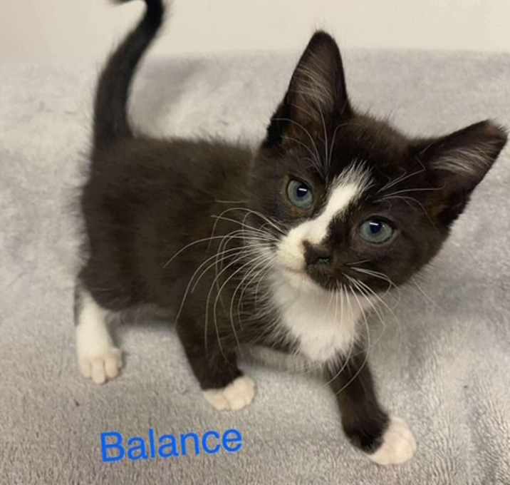 Photo of Balance