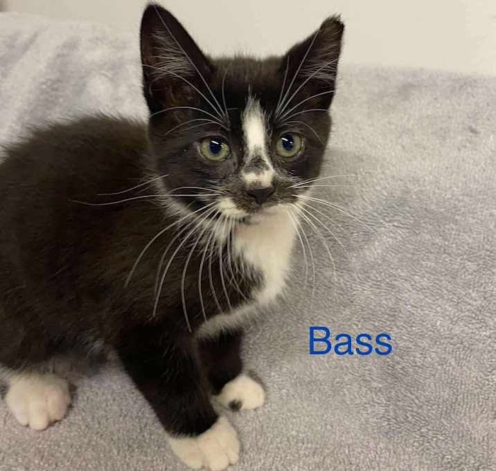 Photo of Bass
