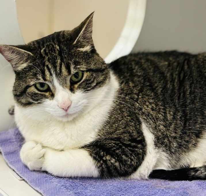 Photo of Sunshine 4 years female