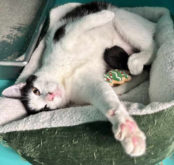 Photo of Chase 1 year male