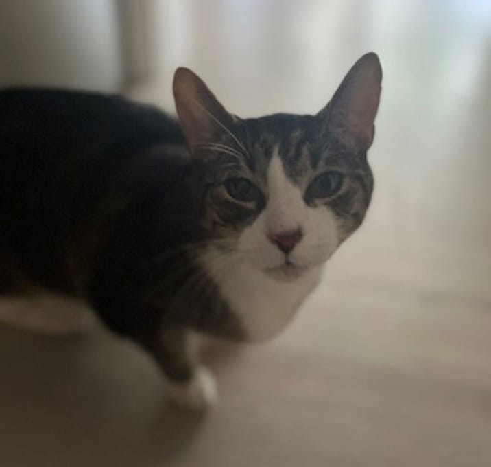 Photo of *Milo