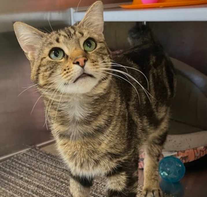 Photo of Marbles FIV+