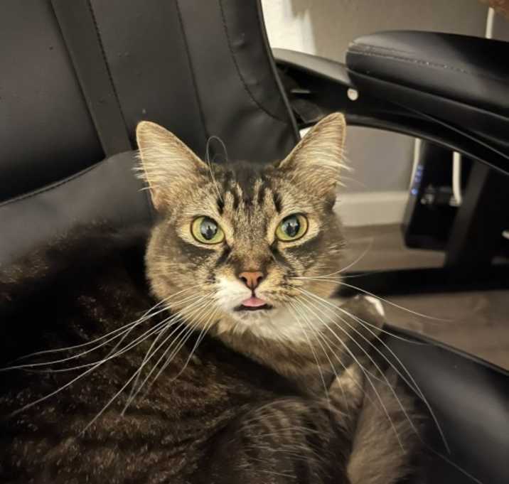 Photo of Willow