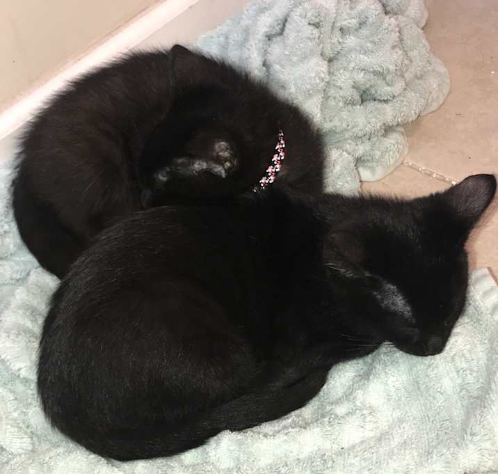 Photo of Boss and Kitty