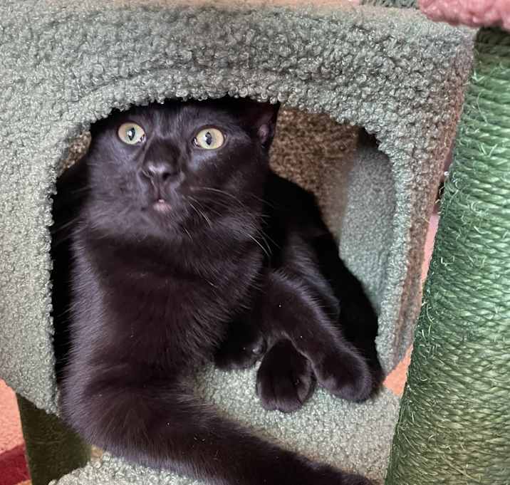 Photo of Lil Kong