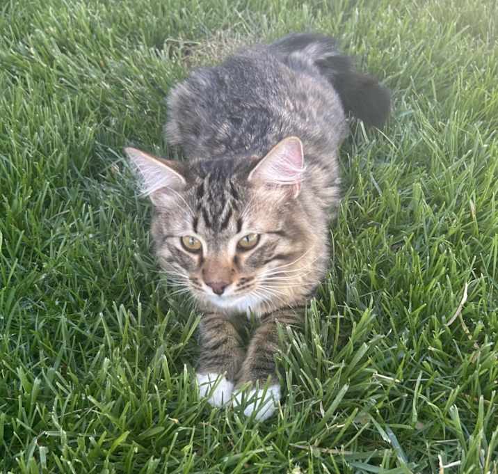 Photo of Chubby