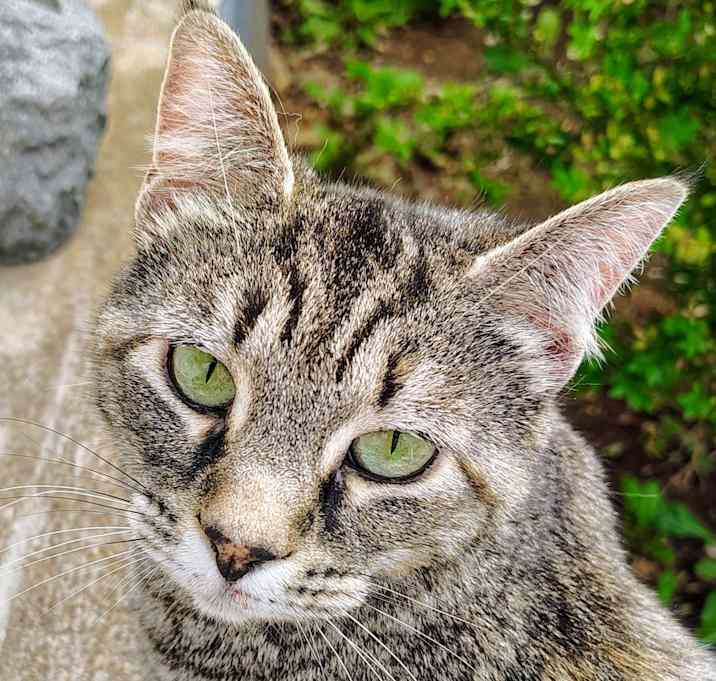 Photo of Kitty Brown