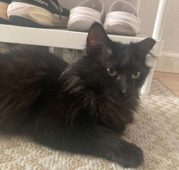 Photo of kat