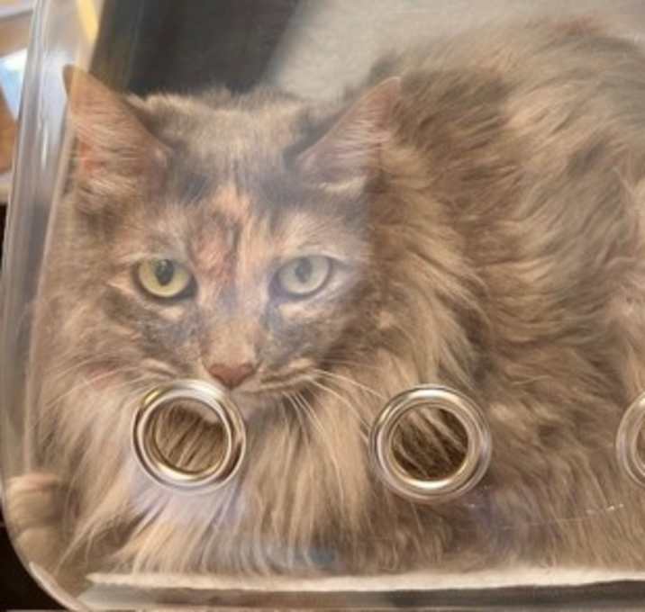 Photo of Brianna (Ace) (Cocoa)