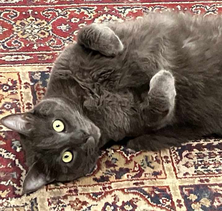 Photo of Pepper