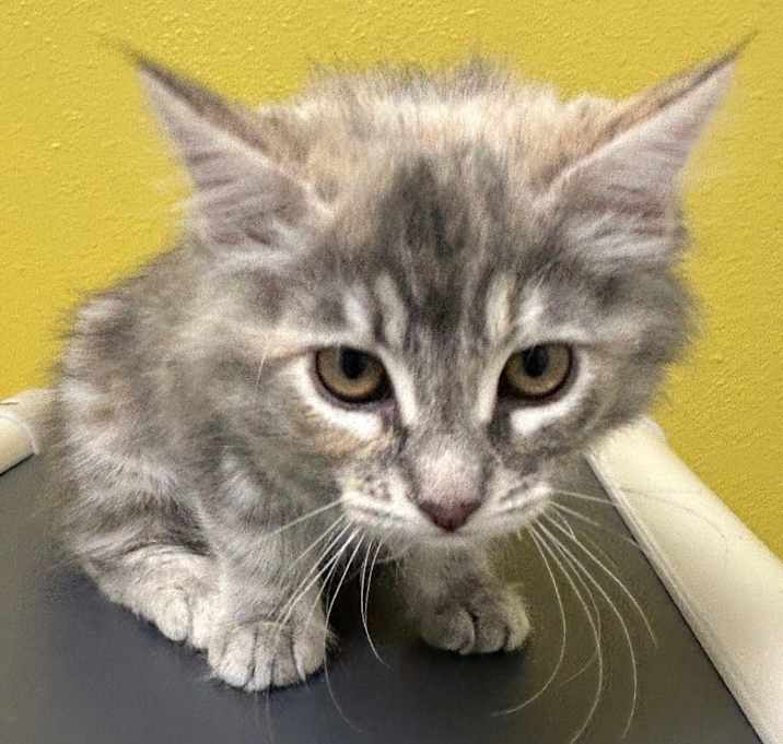 Photo of Maggie