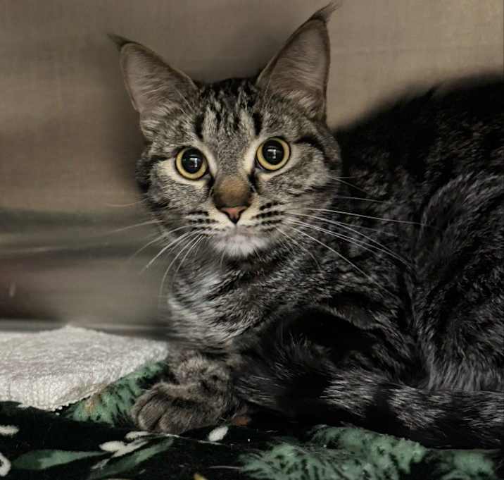 Photo of Indie