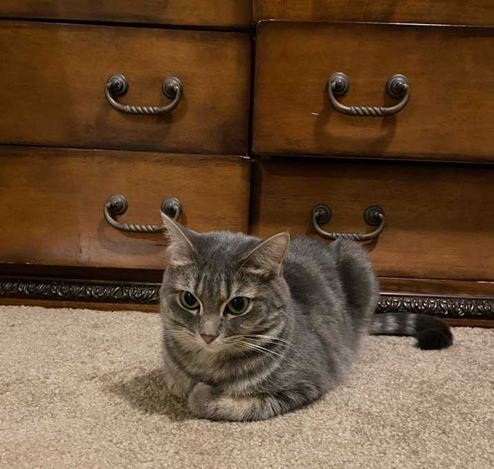 Photo of Grey-c