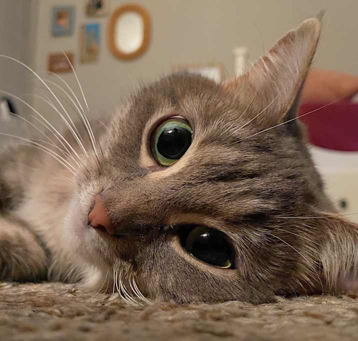 Photo of Grey-c