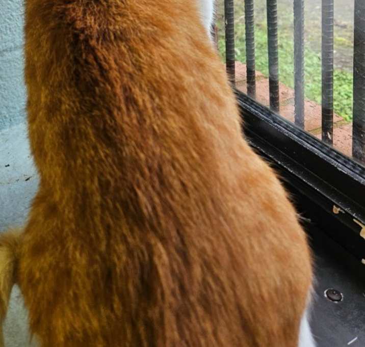 Photo of Pumpkin