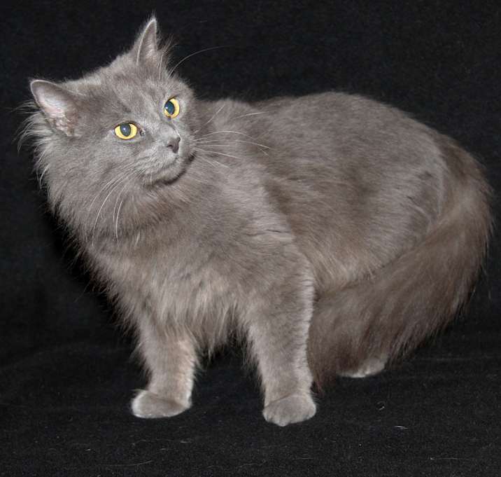Photo of Poppy (Spayed)
