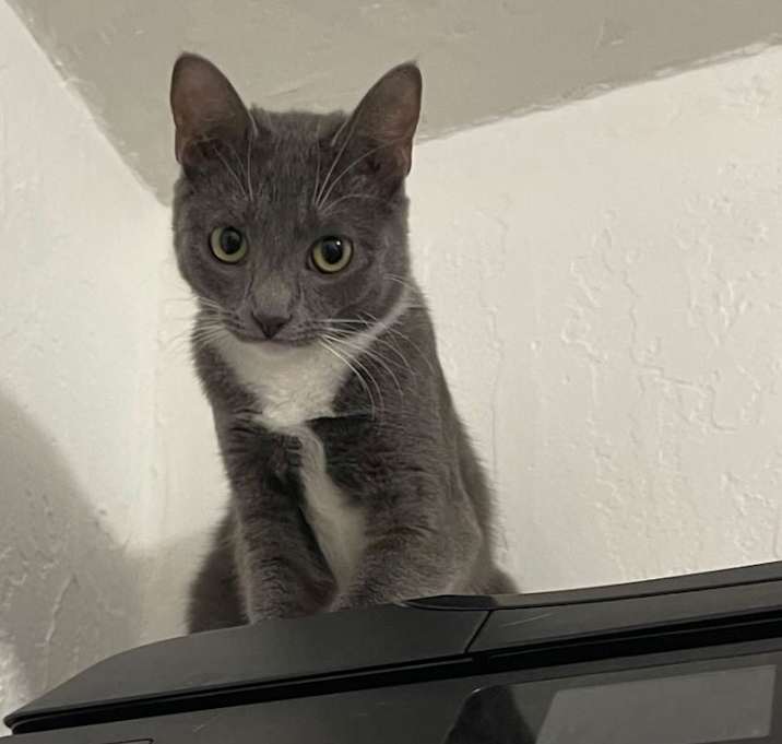 Photo of Tinka