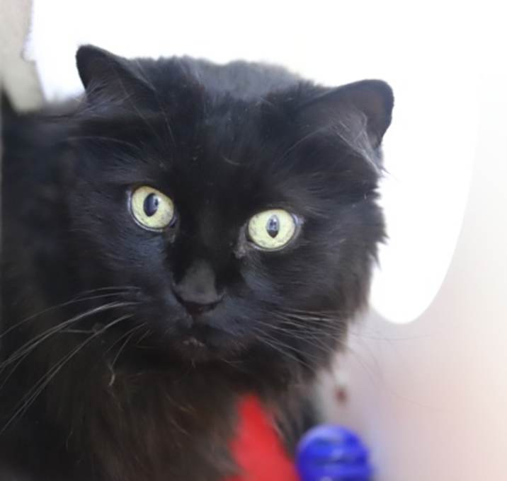 Photo of Kitty