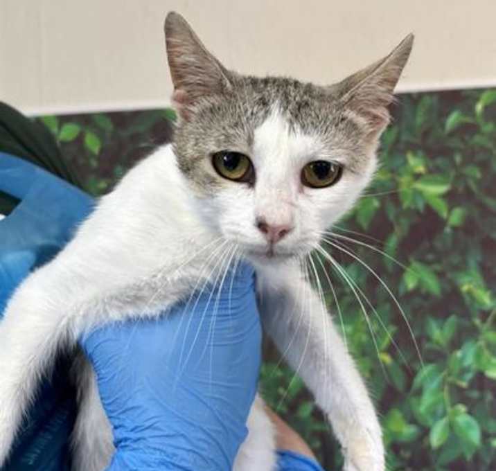 Photo of Colin Feral