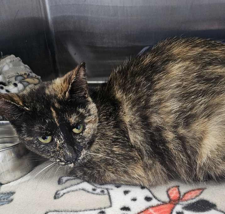 Photo of Patches