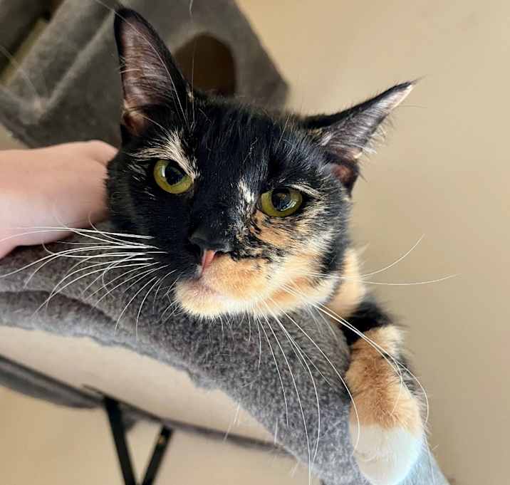 Photo of Primrose