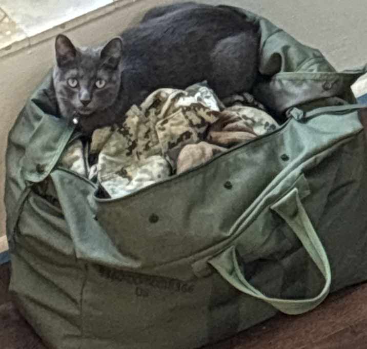 Photo of Shadow