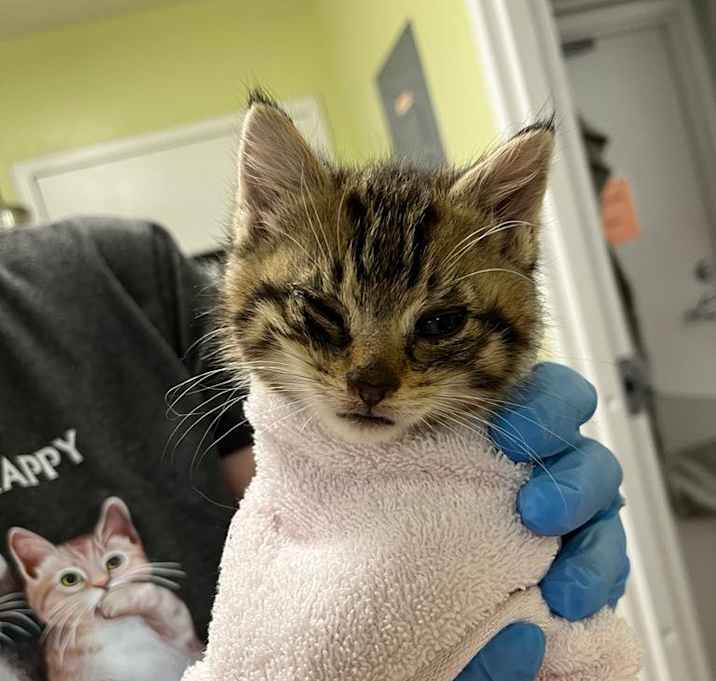 Photo of SVAS-Stray-37163