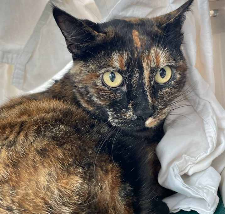 Photo of Mocha