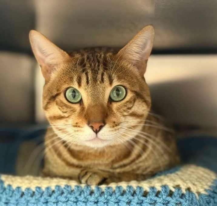 Photo of Felix