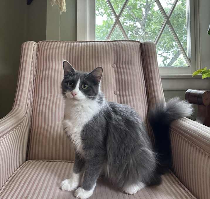 Photo of Darcy