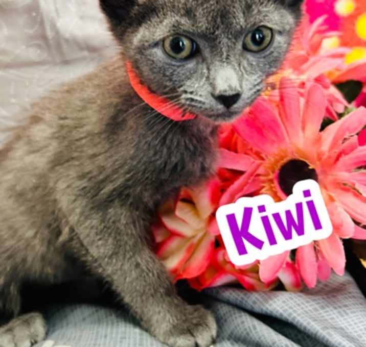 Photo of Kiwi