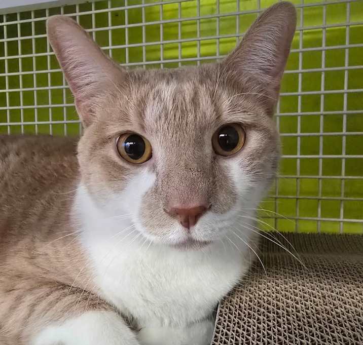 Photo of Stumpie