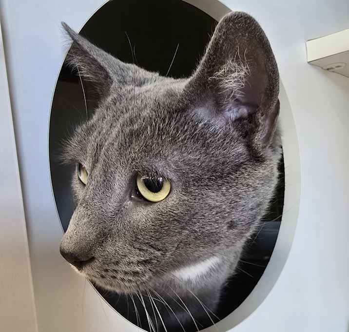 Photo of Scampi