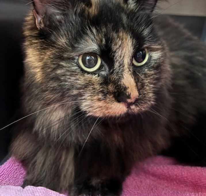 Photo of Ember