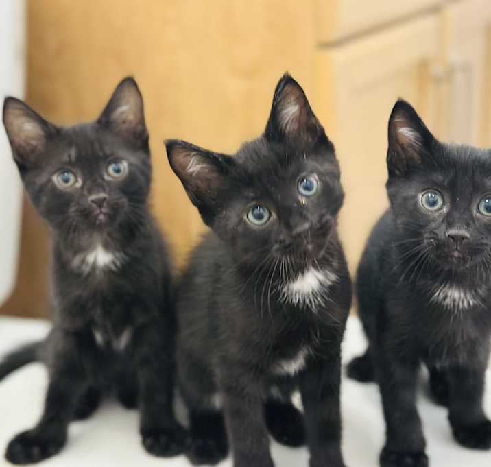 Photo of 3 babies need homes (8 weeks)