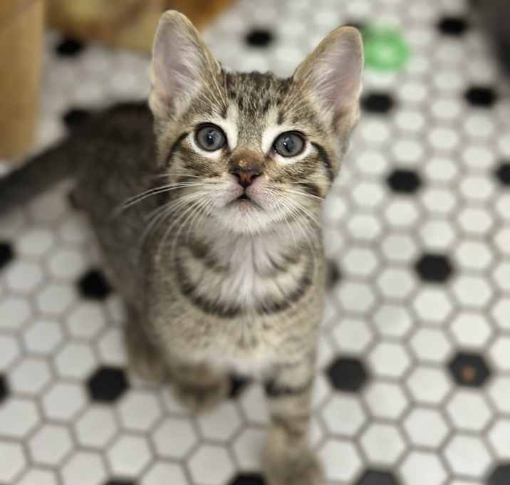 Photo of Goose (8 weeks) so friendly