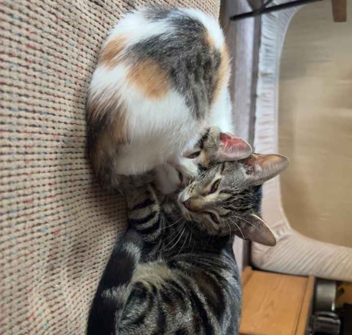 Photo of Callie & Lila