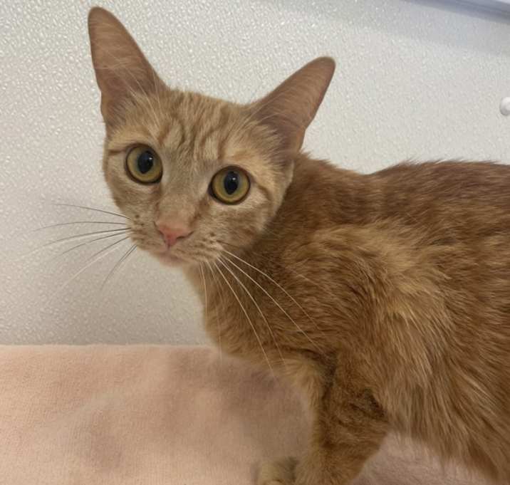 Photo of Saffron