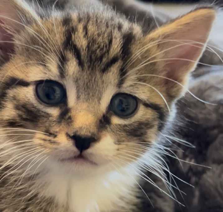 Photo of Snickers