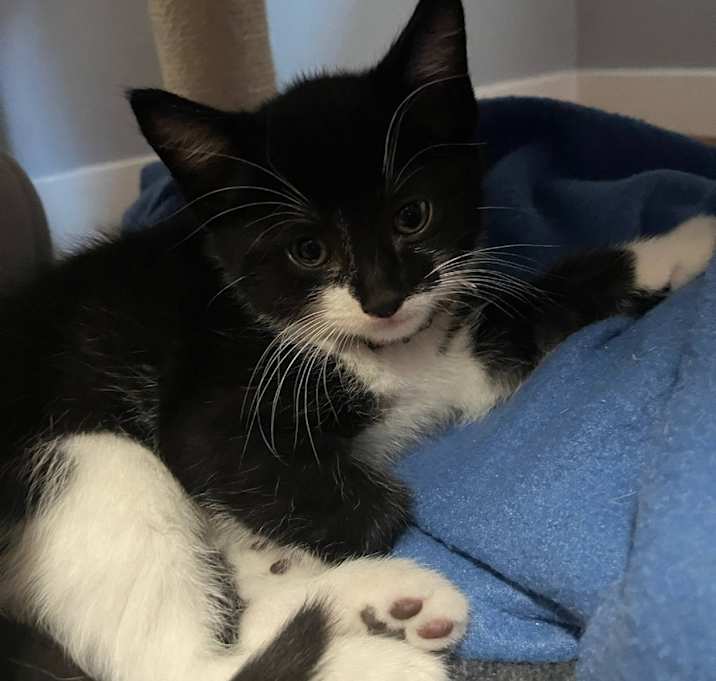 Photo of Domino
